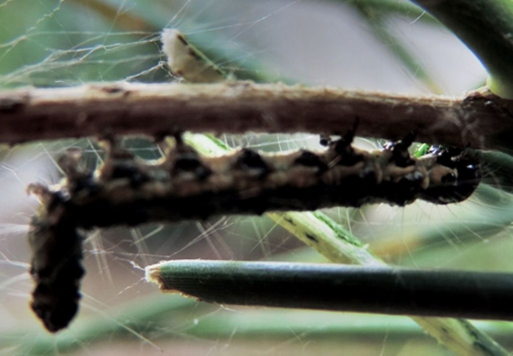 Bruco da identificare - Uresiphita gilvata